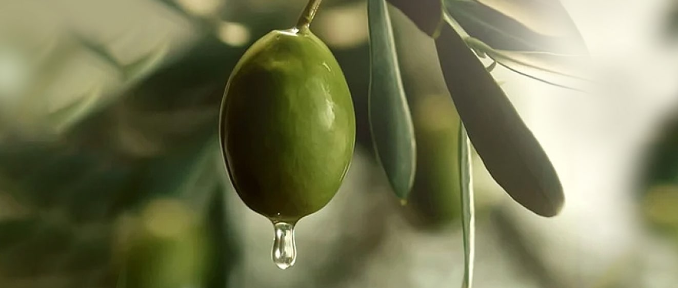 Article_Top_banner_Green_Olives-min.jpg