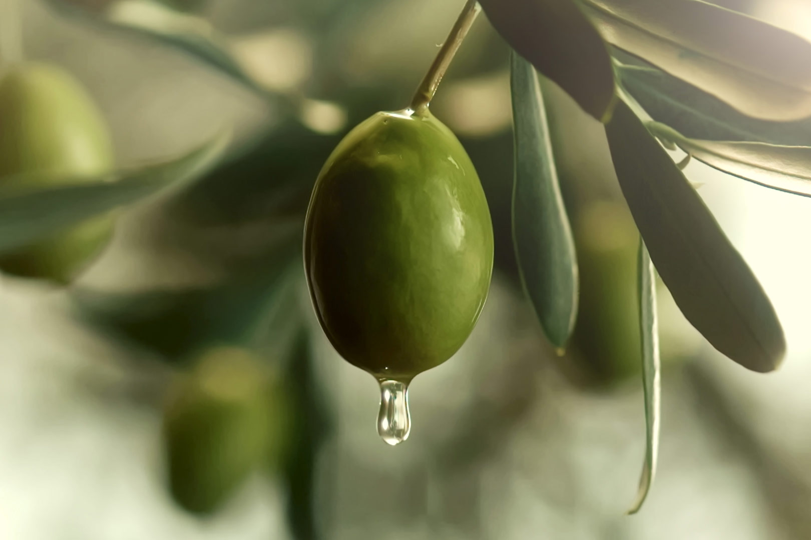 En grønn olivenplante med en oliven i fokus